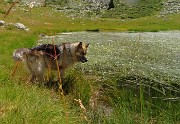 46  Al Lago piccolo (1986 m), ricoperto in parte da erbe acquatiche